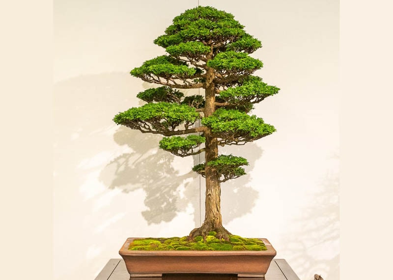 Hinoki Cypress by Jonas Dupuich 