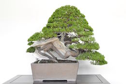 Juniper Bonsai tree, photo by Bjorn Bjorholm