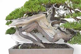 Juniper Bonsai tree, photo by Bjorn Bjorholm