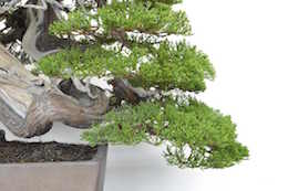 Juniper Bonsai tree, photo by Bjorn Bjorholm