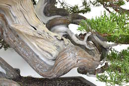 Juniper Bonsai tree, photo by Bjorn Bjorholm