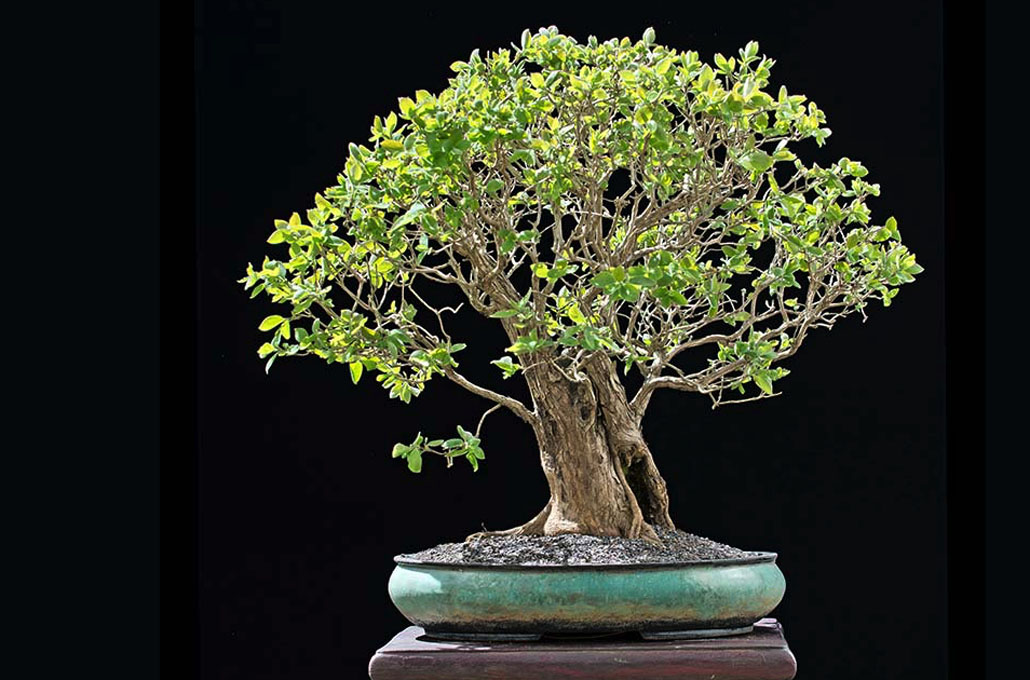 Lonicera or Honeysuckle Bonsai tree