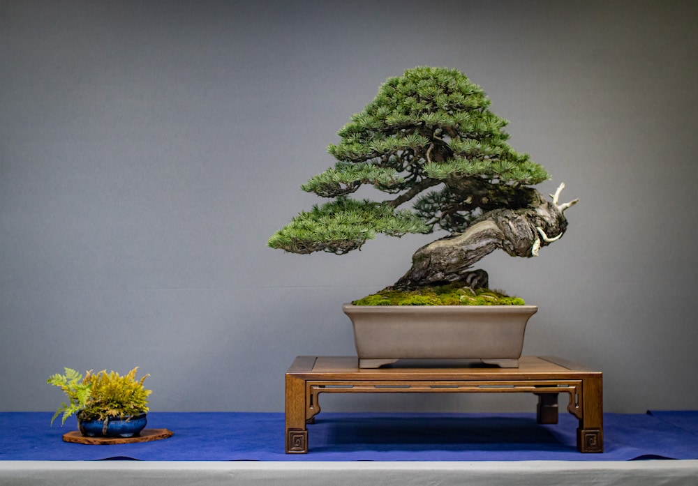 UBE Bonsai Exhibition