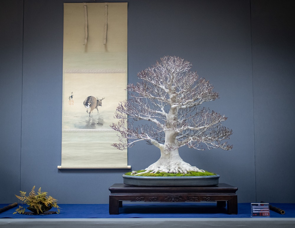 UBE Bonsai Exhibition