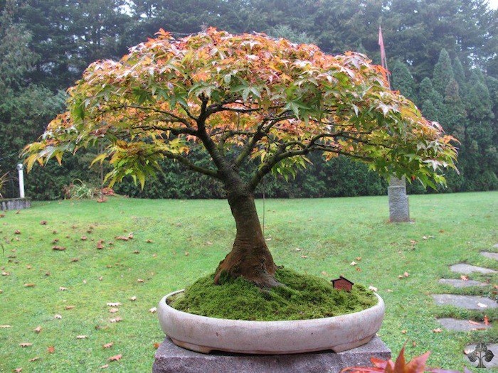 Horst Heinzlreiter bonsai