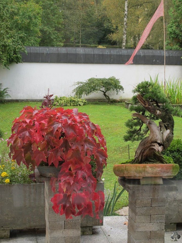 Bonsai by Horst Heinzlreiter