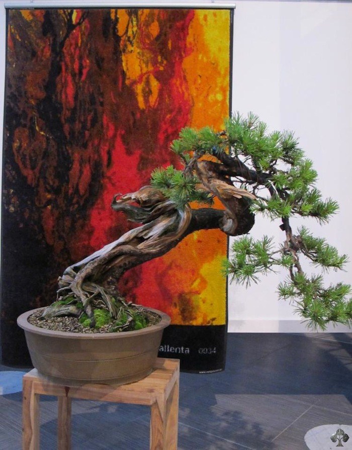 Yamadori mugo bonsai