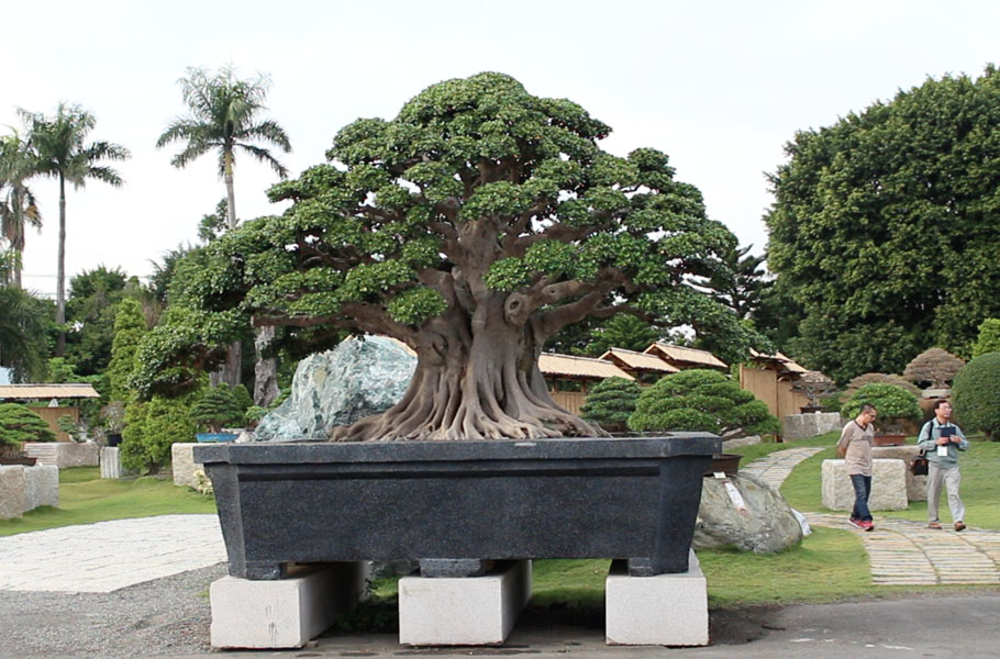 Bonsai Ficus