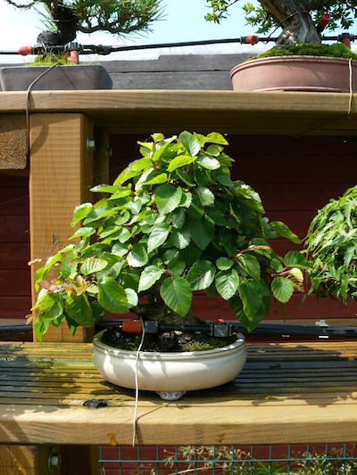 Dripheads watering bonsai