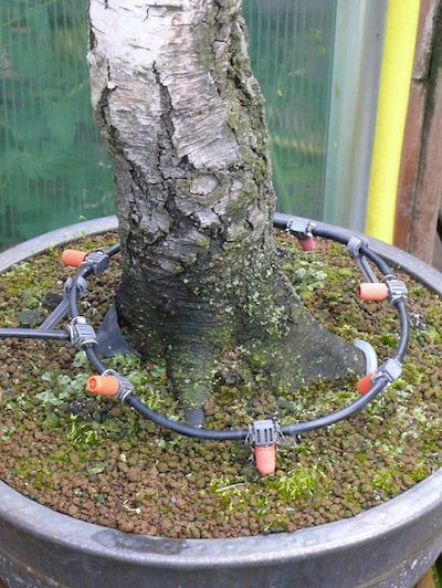 Watering bonsai