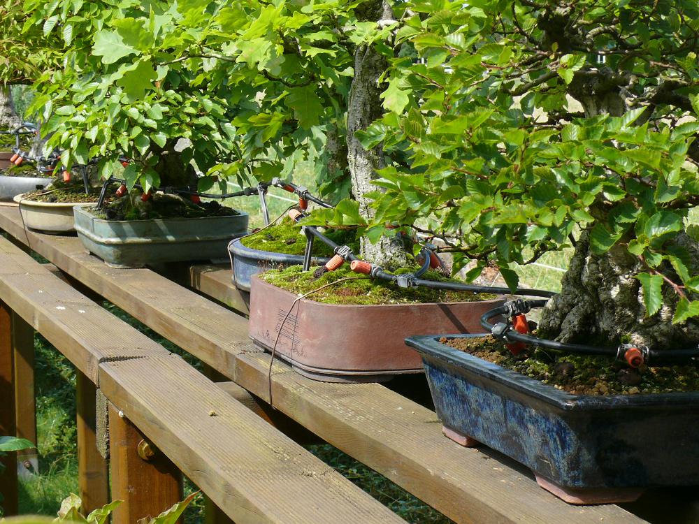 Automated watering system for bonsai