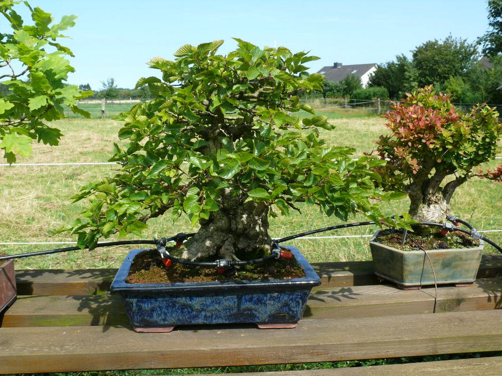 Bonsai drip line watering