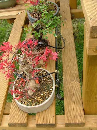 Automated bonsai watering