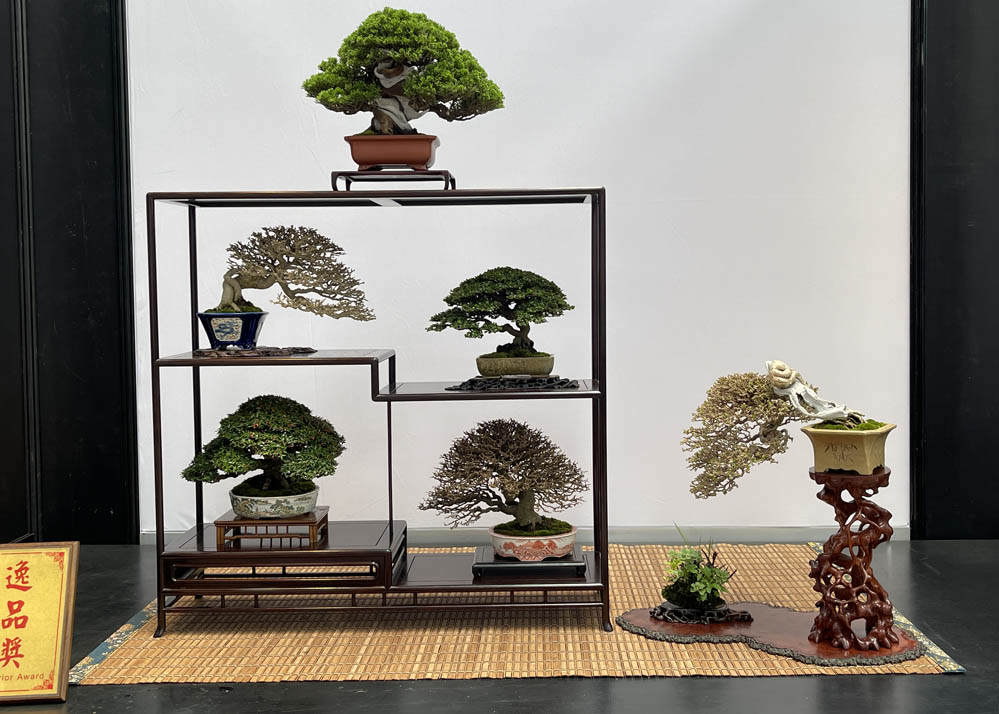 Hwa Fong Bonsai Exhibition, Taiwan 2022