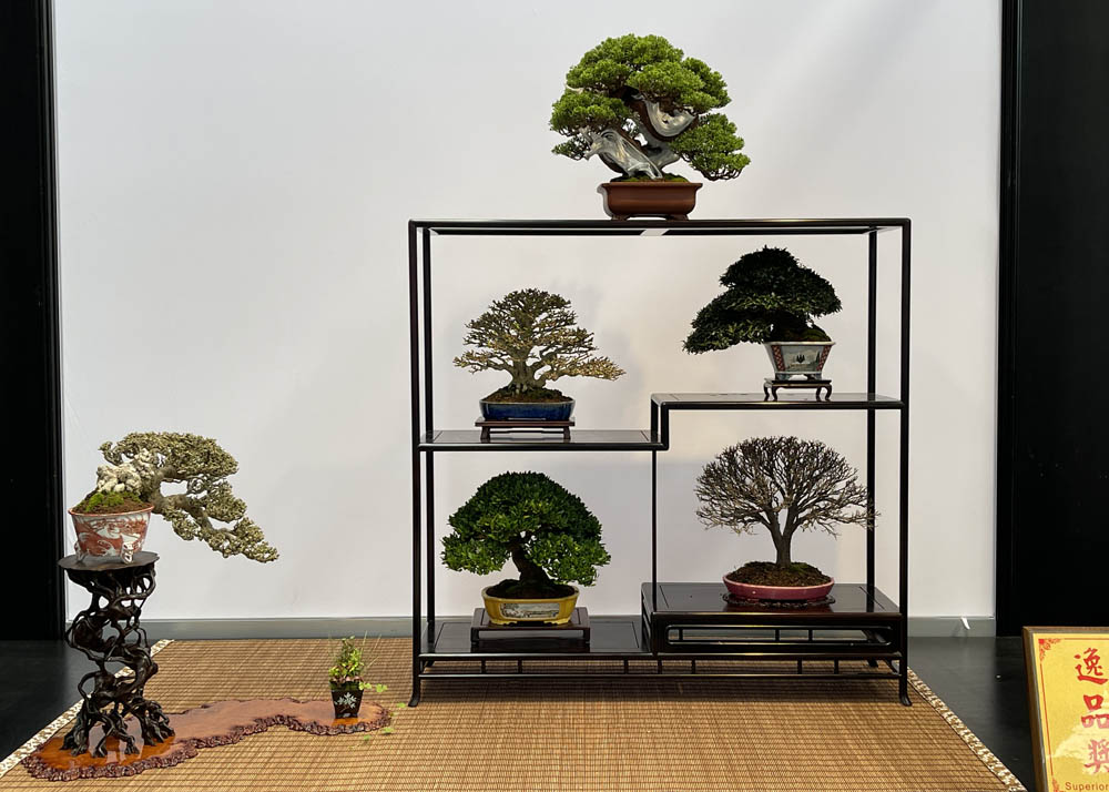 Hwa Fong Bonsai Exhibition, Taiwan 2022