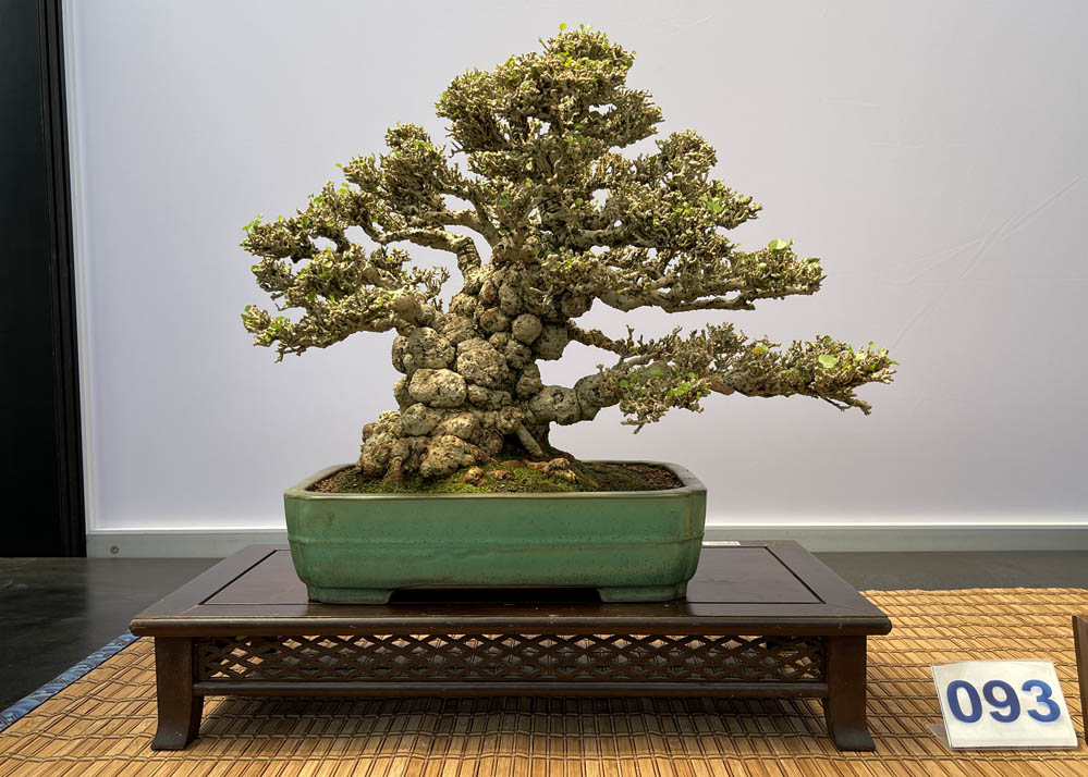 Hwa Fong Bonsai Exhibition, Taiwan 2022