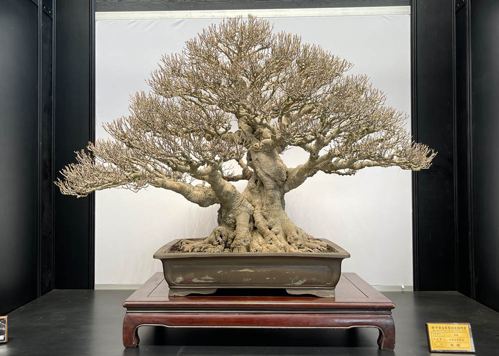 Hwa Fong Bonsai Exhibition, Taiwan 2022