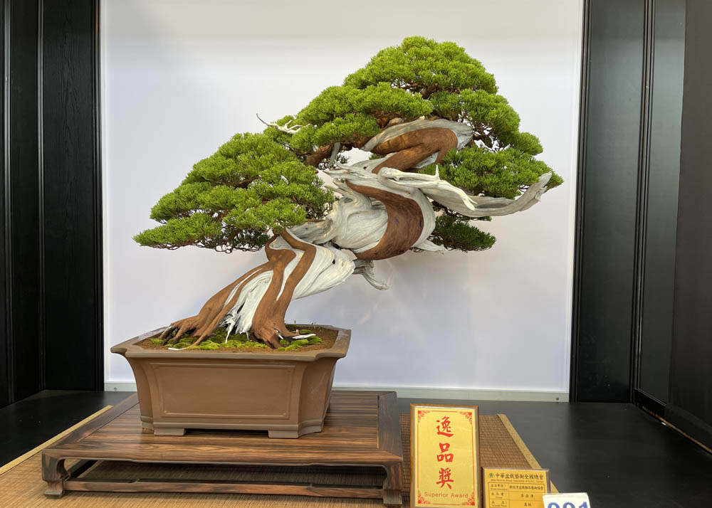 Hwa Fong Bonsai Exhibition, Taiwan 2022