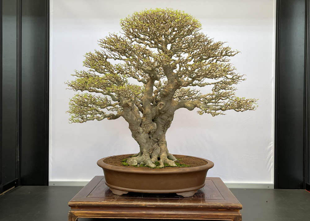 Hwa Fong Bonsai Exhibition, Taiwan 2022