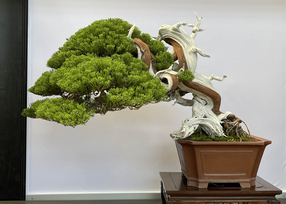 Hwa Fong Bonsai Exhibition, Taiwan 2022