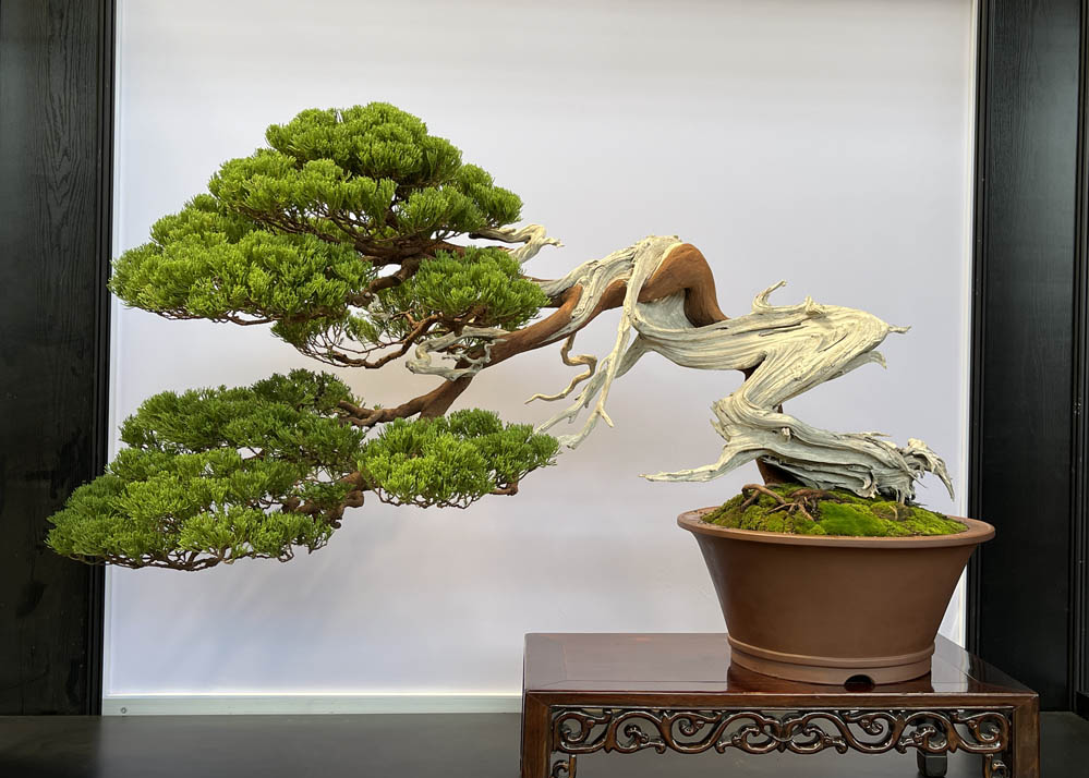 Hwa Fong Bonsai Exhibition, Taiwan 2022