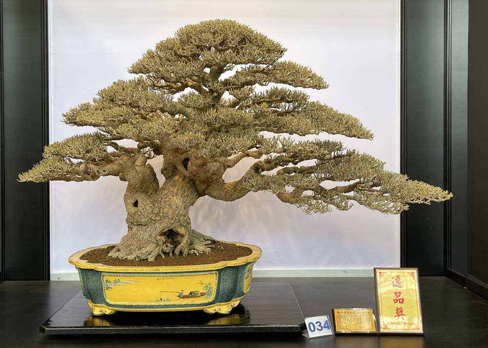 Hwa Fong Bonsai Exhibition, Taiwan 2022