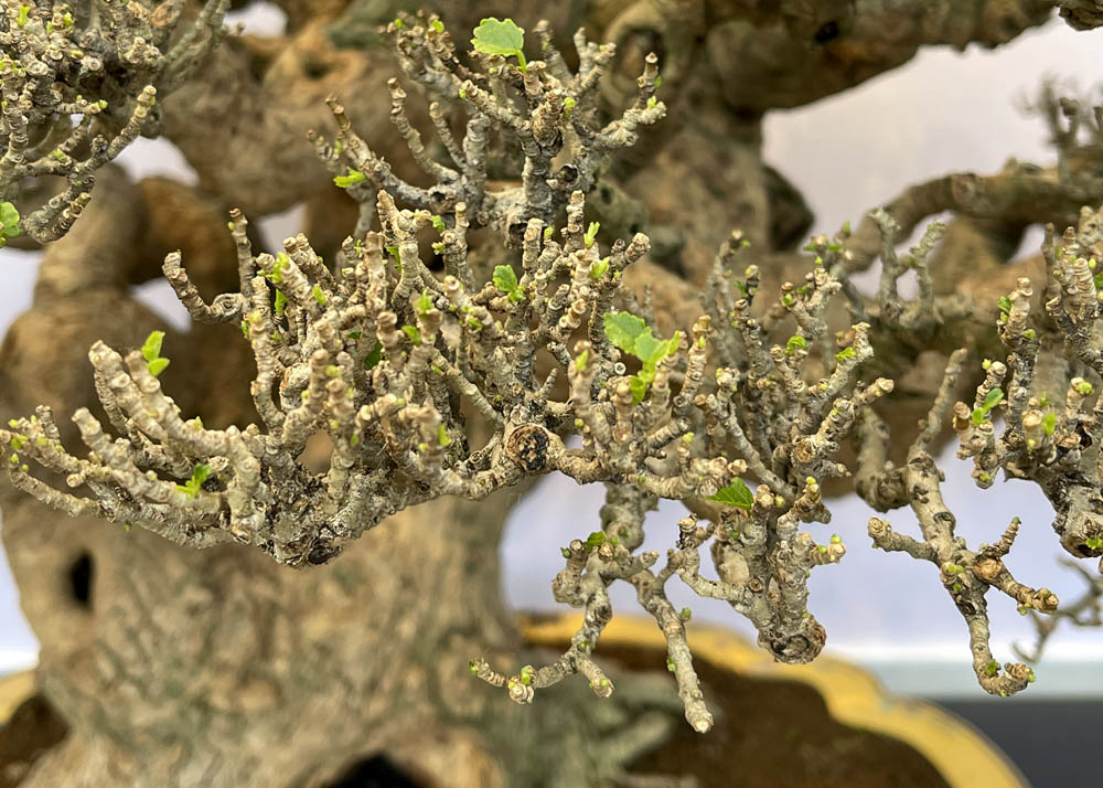 Hwa Fong Bonsai Exhibition, Taiwan 2022