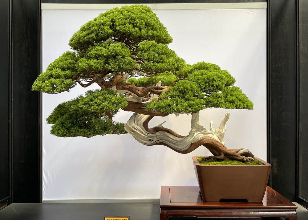 Hwa Fong Bonsai Exhibition, Taiwan 2022