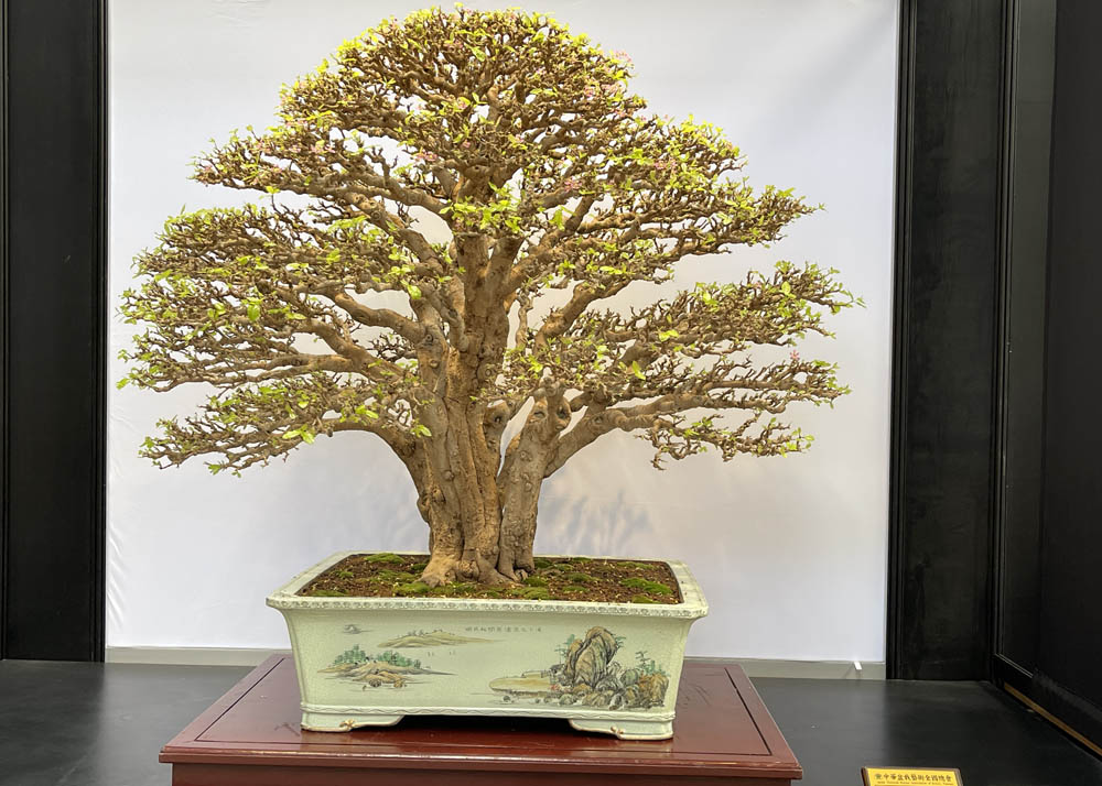 Hwa Fong Bonsai Exhibition, Taiwan 2022