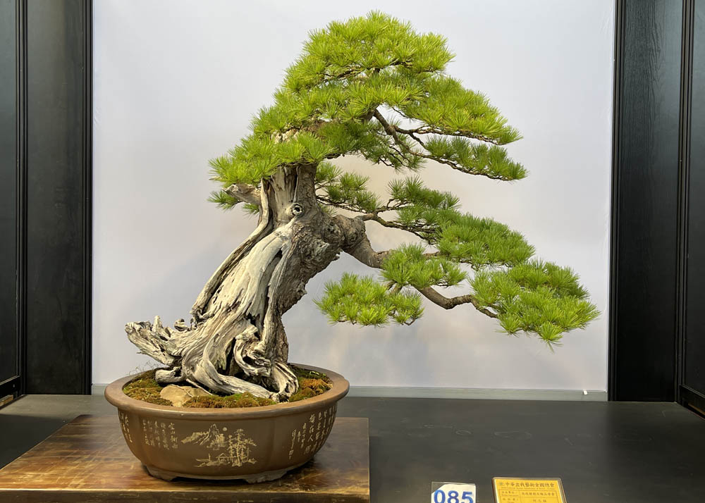 Hwa Fong Bonsai Exhibition, Taiwan 2022