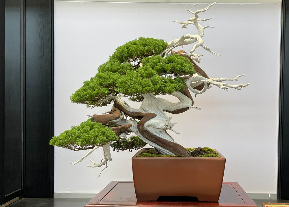 Hwa Fong Bonsai Exhibition, Taiwan 2022