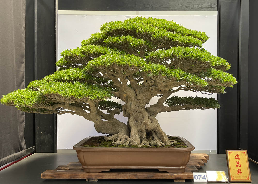 Hwa Fong Bonsai Exhibition, Taiwan 2022