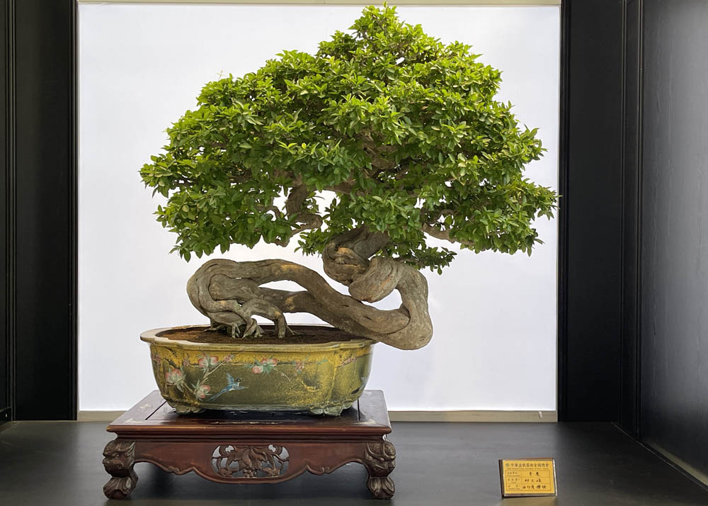 Hwa Fong Bonsai Exhibition, Taiwan 2022