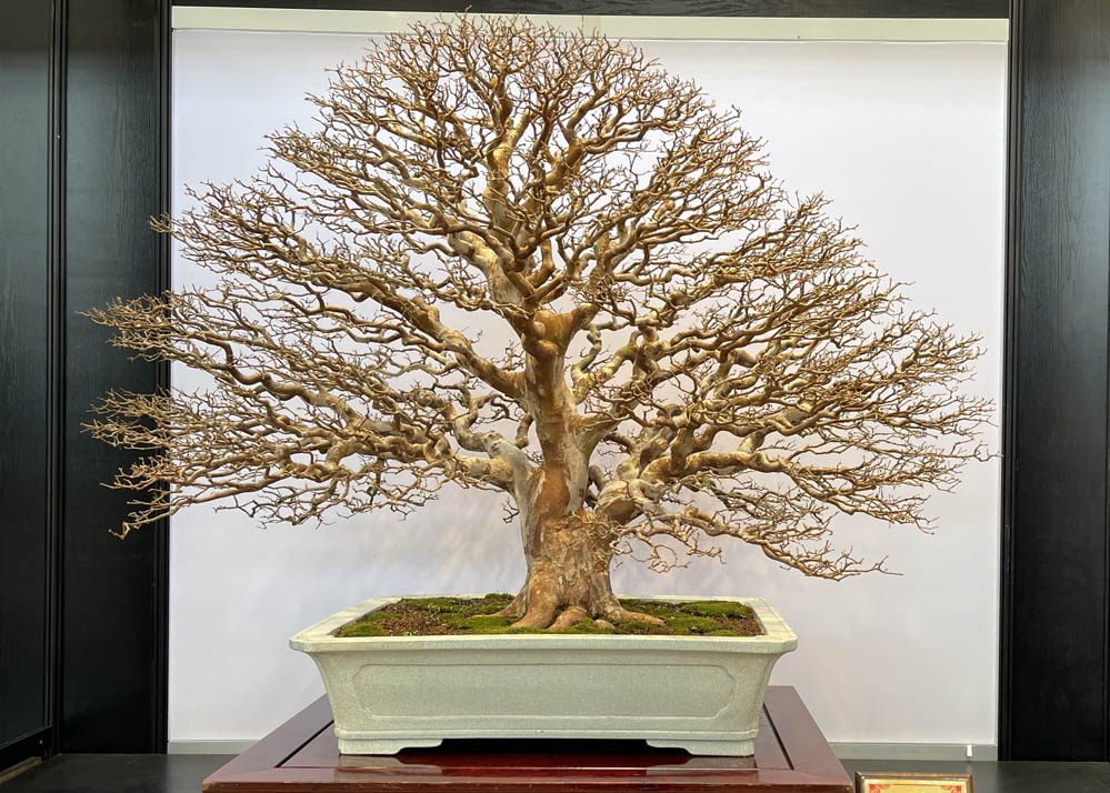 Hwa Fong Bonsai Exhibition, Taiwan 2022