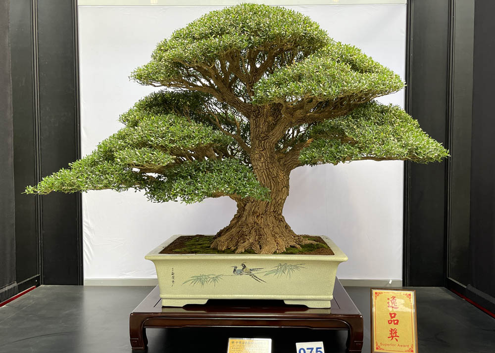 Hwa Fong Bonsai Exhibition, Taiwan 2022