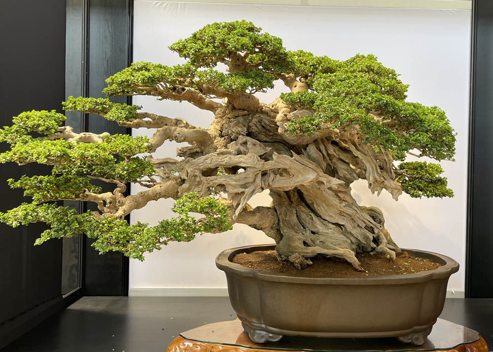 Hwa Fong Bonsai Exhibition, Taiwan 2022