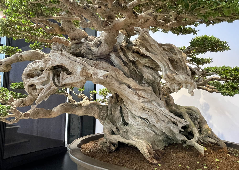 Hwa Fong Bonsai Exhibition, Taiwan 2022