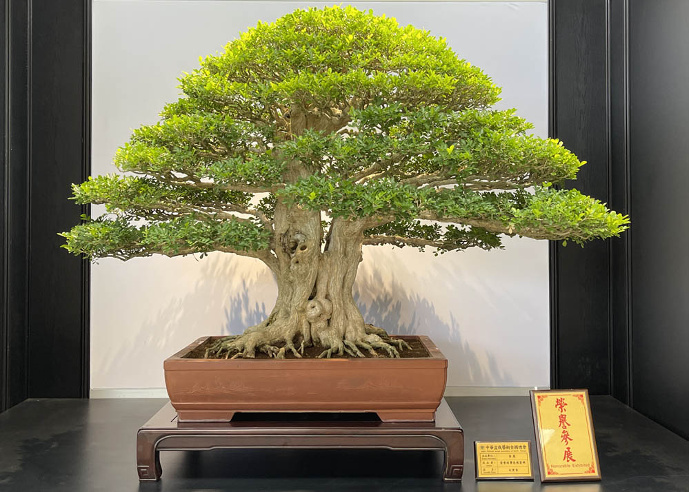 Hwa Fong Bonsai Exhibition, Taiwan 2022