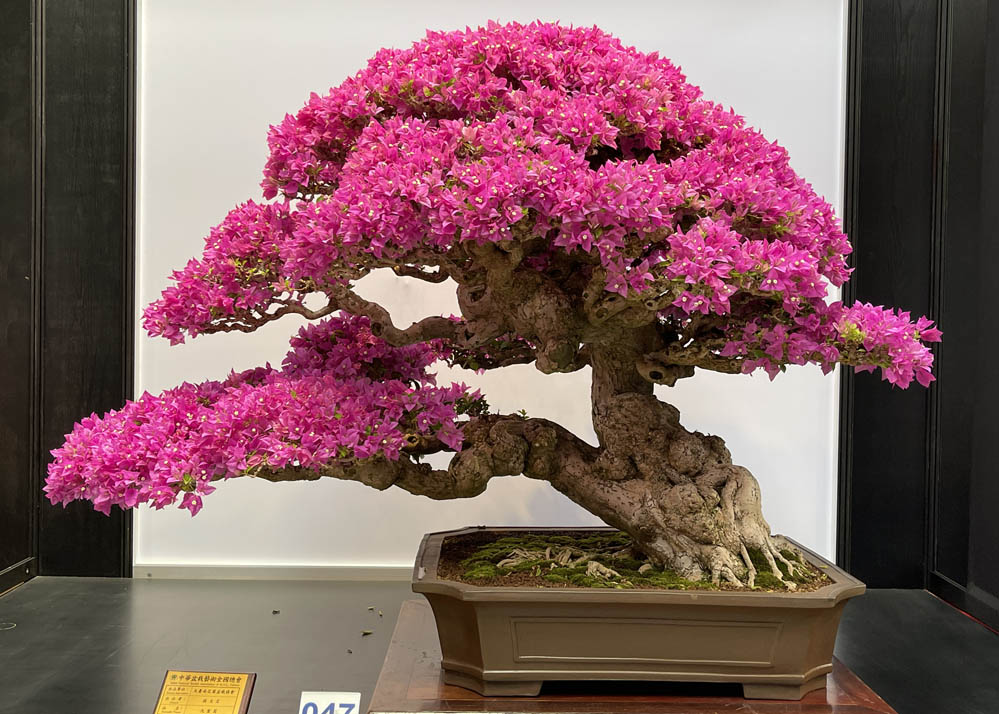 Hwa Fong Bonsai Exhibition, Taiwan 2022