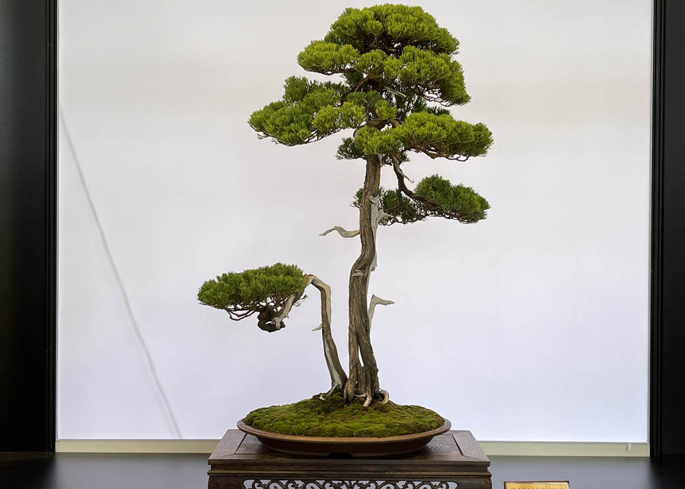 Hwa Fong Bonsai Exhibition, Taiwan 2022