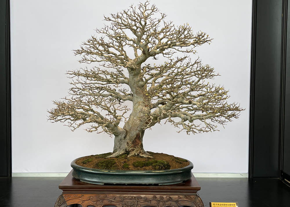 Hwa Fong Bonsai Exhibition, Taiwan 2022