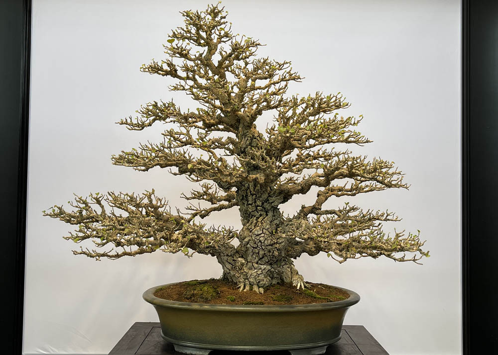 Hwa Fong Bonsai Exhibition, Taiwan 2022