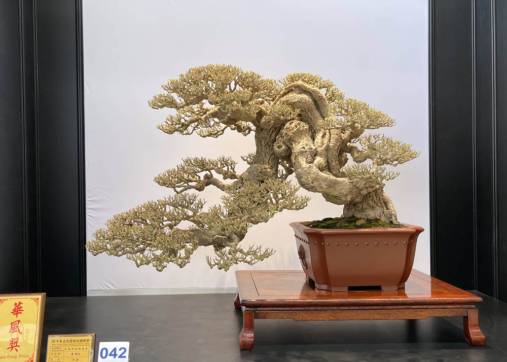 Hwa Fong Bonsai Exhibition, Taiwan 2022