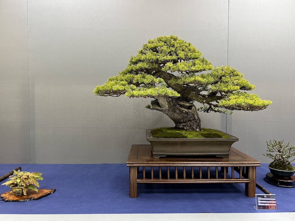 UBE Bonsai Exhibition