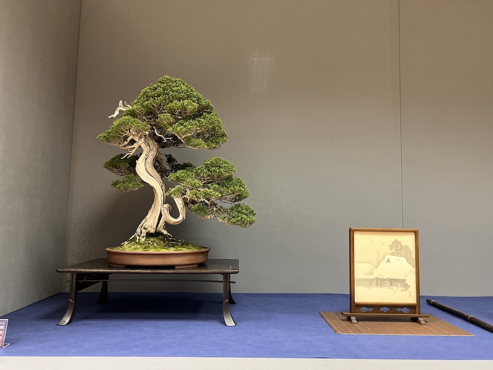 UBE Bonsai Exhibition