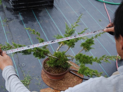 Prebonsai; juniper