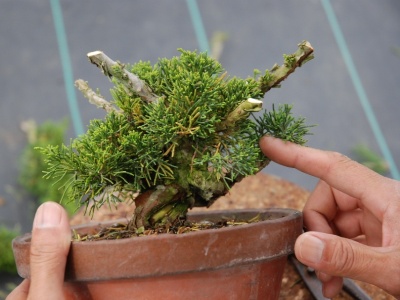 Pruned Juniper bonsai