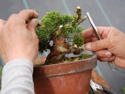 Juniper styling into bonsai