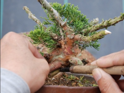 Deadwood on the bonsai tree