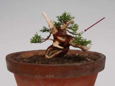 Wiring the juniper bonsai